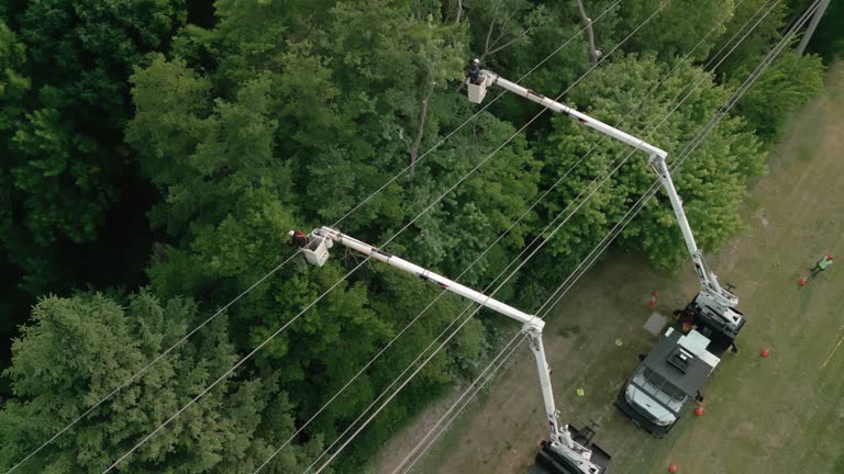 How Our Tree Care Process Works  in Williams, CA